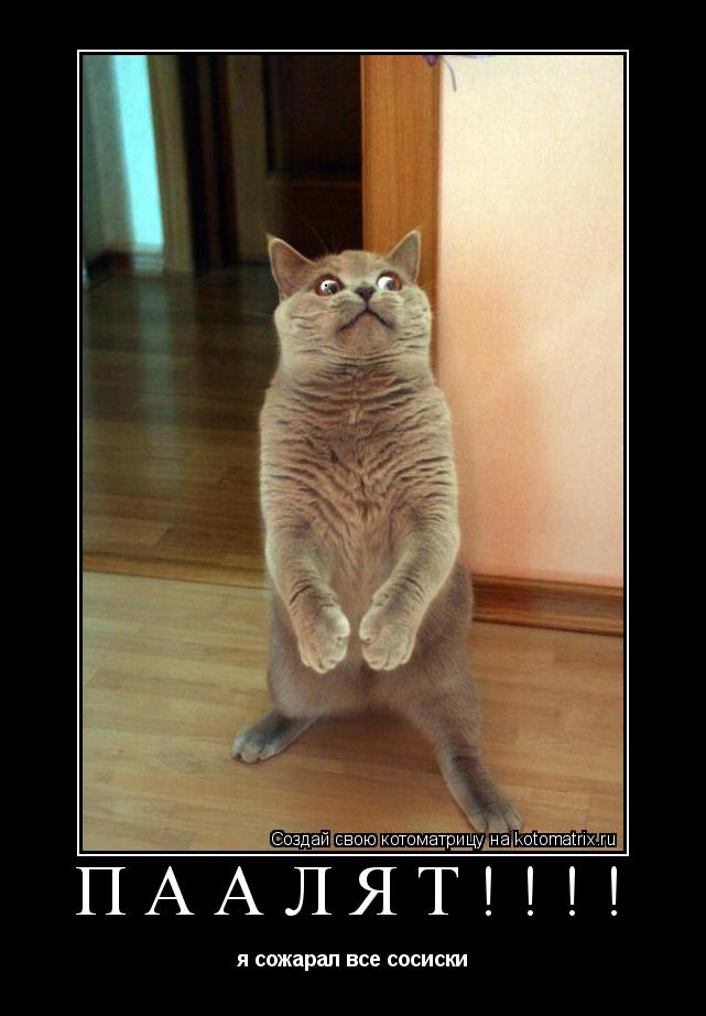 Котоматрица: ПААЛЯТ!!!! я сожарал все сосиски