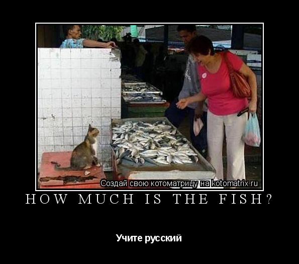 Котоматрица: How Much Is The Fish?  Учите русский