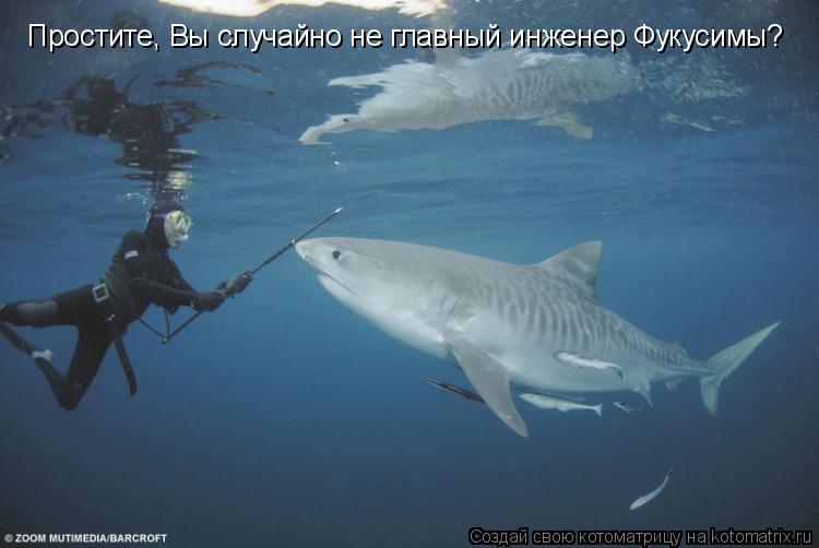 Котоматрица: Простите, Вы случайно не главный инженер Фукусимы?