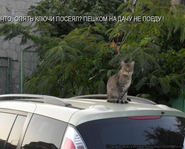 Котоматрица: ЧТО, ОПЯТЬ КЛЮЧИ ПОСЕЯЛ? ПЕШКОМ НА ДАЧУ НЕ ПОЕДУ !