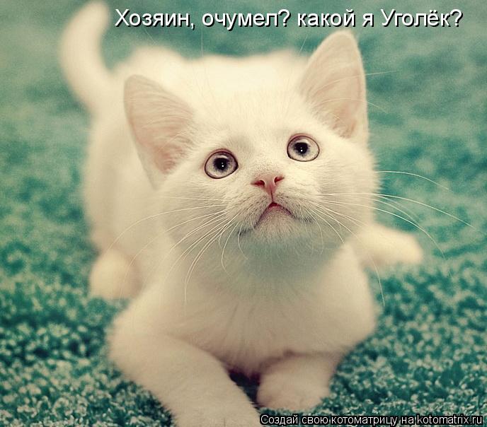 Котоматрица: Хозяин, очумел? какой я Уголёк?