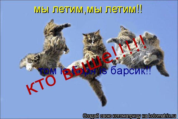 Котоматрица: мы летим,мы летим!! том is боря is барсик!! кто выше!!!!!