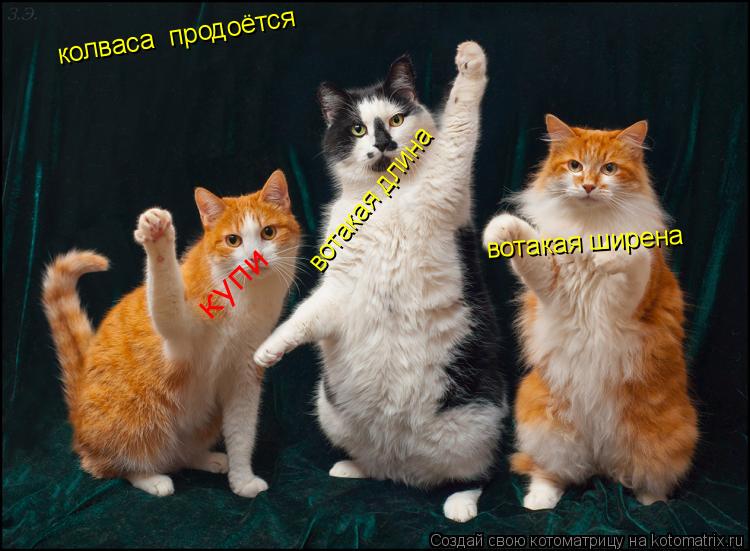 Котоматрица: колваса  продоётся вотакая ширена вотакая длина купи