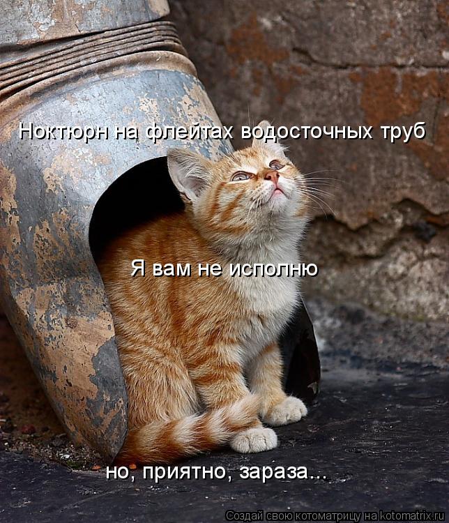 Котоматрица: Ноктюрн на флейтах водосточных труб Я вам не исполню но, приятно, зараза...
