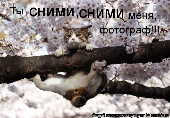 Котоматрица: Ты сними, сними меня, фотограф!!!