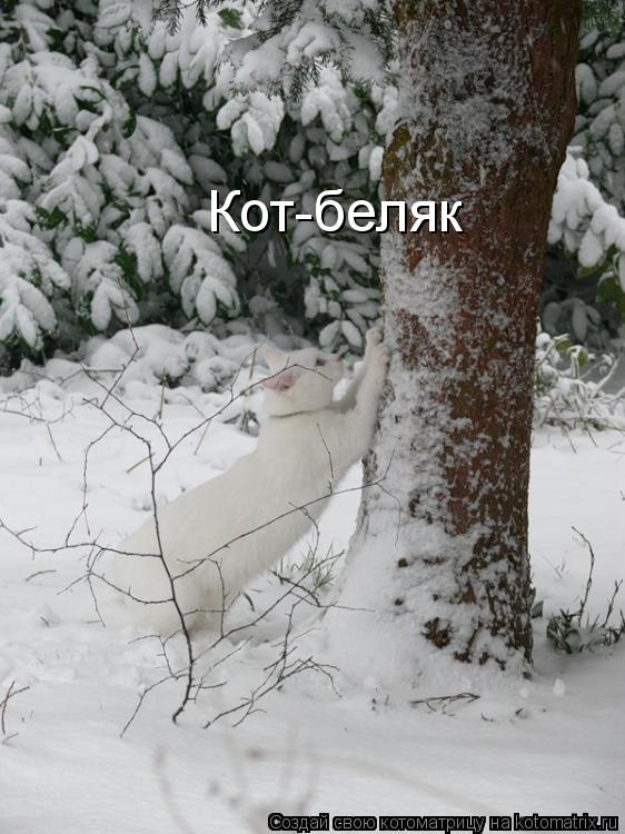 Котоматрица: Кот-беляк