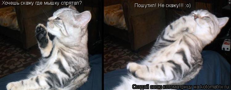 Котоматрица: Хочешь скажу где мышку спрятал?  Пошутил! Не скажу!!! :о)