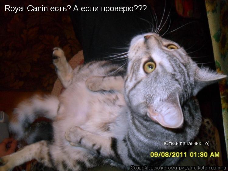 Котоматрица: Royal Canin есть? А если проверю??? чОткий пацанчик. :о)