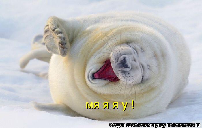 Котоматрица: мя я я у !