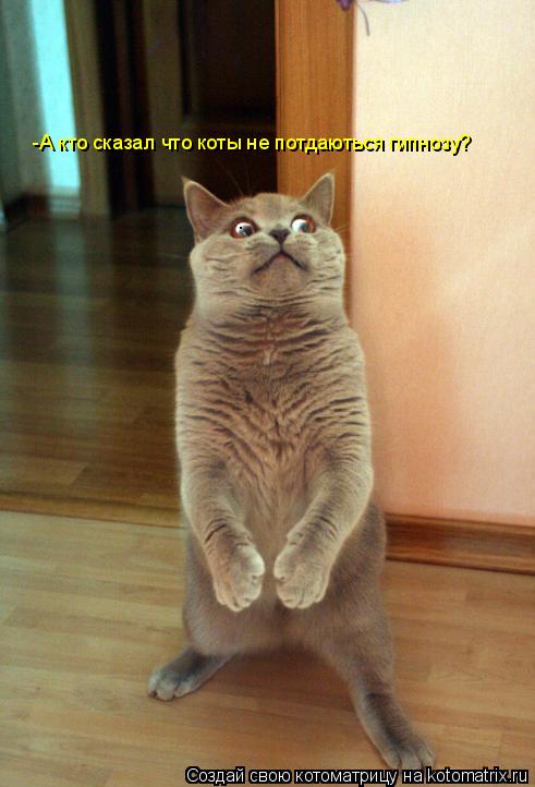 Котоматрица: -А кто сказал что коты не потдаються гипнозу?