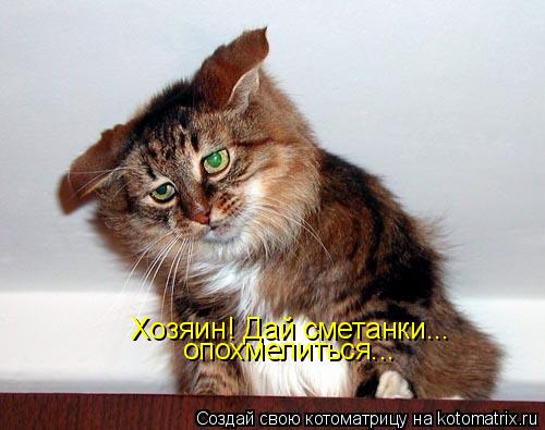 Котоматрица: Хозяин! Дай сметанки... опохмелиться...