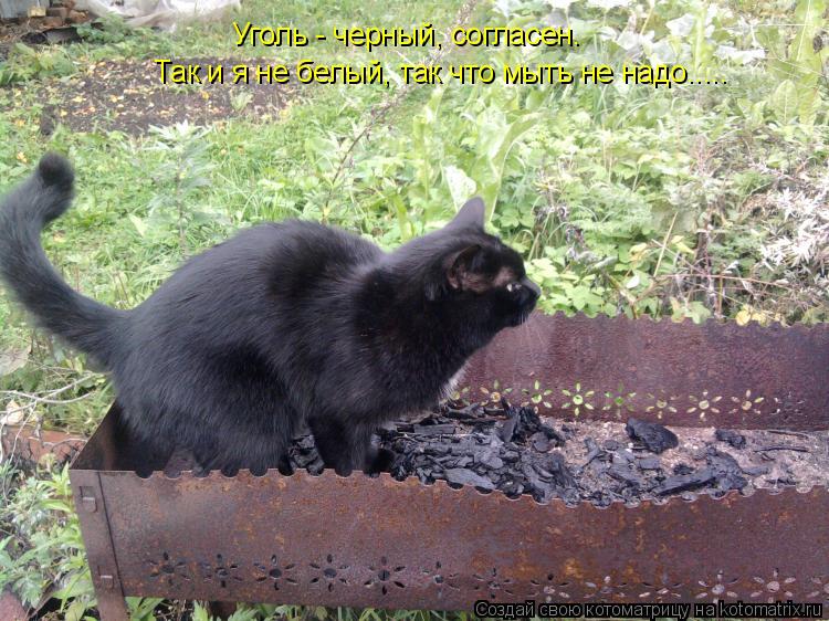 Котоматрица: Уголь - черный, согласен. Так и я не белый, так что мыть не надо.....