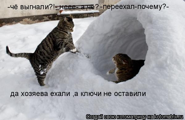 Котоматрица: -чё выгнали?!- неее- а чё? -переехал-почему?-   да хозяева ехали ,а ключи не оставили