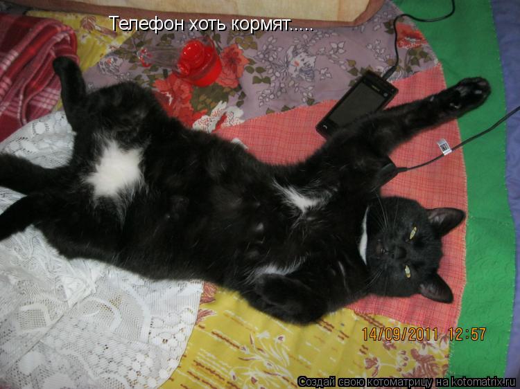 Котоматрица: Телефон хоть кормят.....