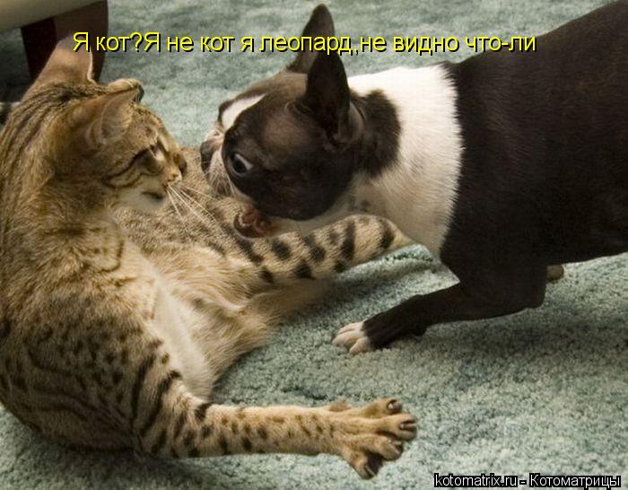 Котоматрица: Я кот?Я не кот я леопард,не видно что-ли