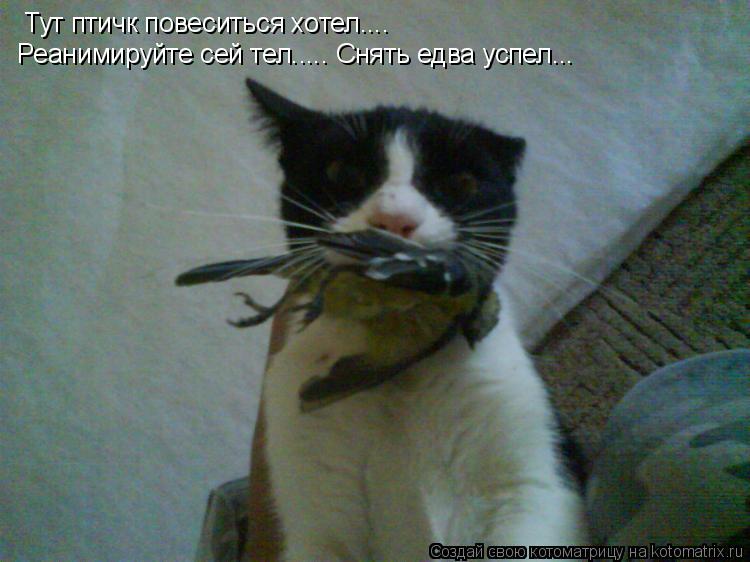Котоматрица: Тут птичк повеситься хотел.... Реанимируйте сей тел..... Снять едва успел...