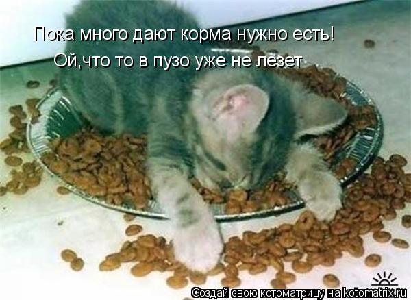 Котоматрица: Пока много дают корма нужно есть! Ой,что то в пузо уже не лезет