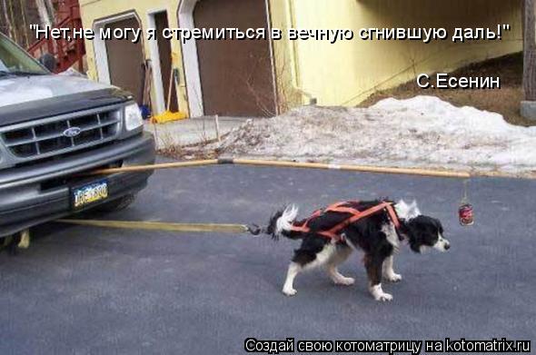 Котоматрица: "Нет,не могу я стремиться в вечную сгнившую даль!" С.Есенин