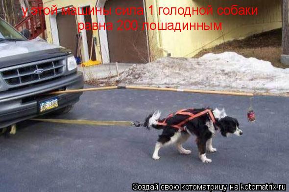 Котоматрица: у этой машины сила 1 голодной собаки равна 200 лошадинным