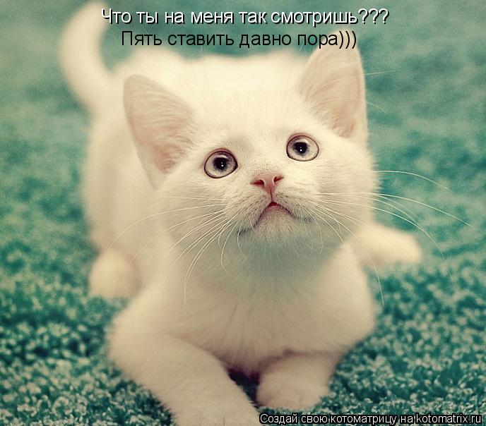 Котоматрица: Что ты на меня так смотришь??? Пять ставить давно пора)))