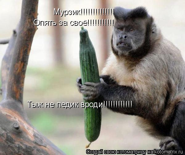 Котоматрица: Мурзик!!!!!!!!!!!!!!  Мурзик!!!!!!!!!!!!!!  Опять за своё!!!!!!!!!!! Тыж не педик вроди!!!!!!!!!!!!