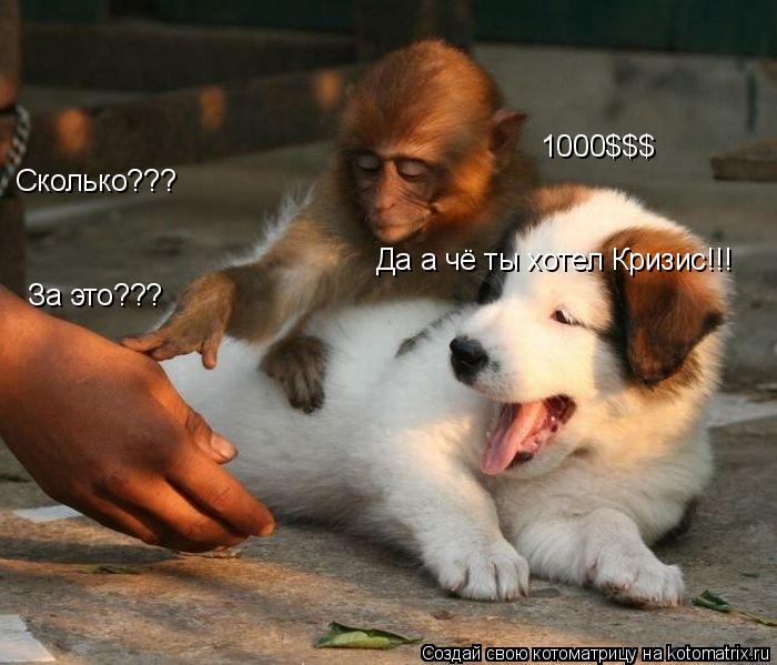Котоматрица: Сколько??? 1000$$$ За это??? Да а чё ты хотел Кризис!!!