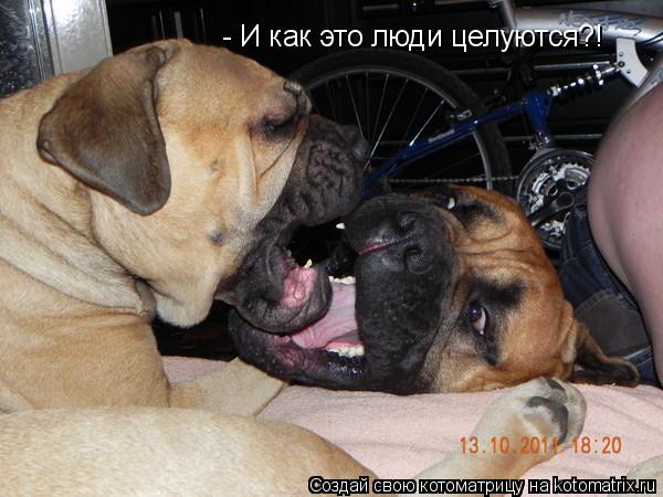 Котоматрица: - И как это люди целуются?!