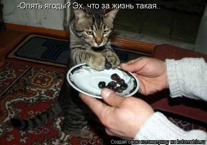 Котоматрица: -Опять ягоды? Эх, что за жизнь такая..