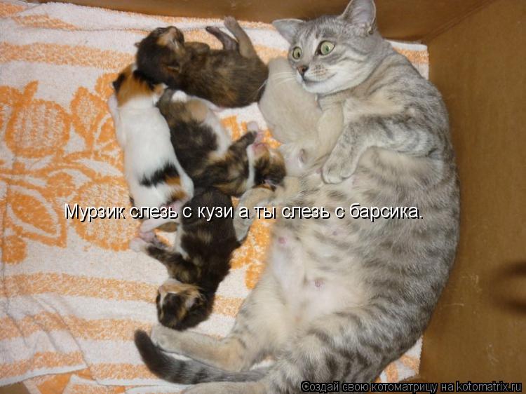 Котоматрица: Мурзик слезь с кузи а ты слезь с барсика.