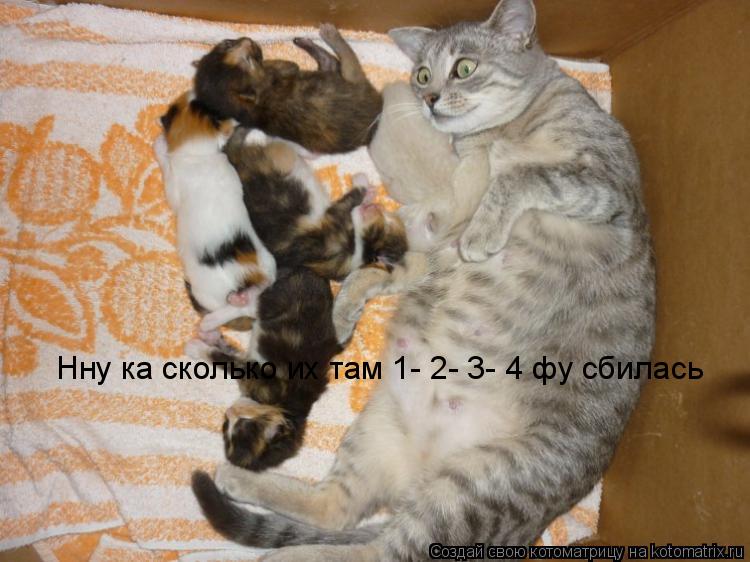 Котоматрица: Нну ка сколько их там 1- 2- 3- 4 фу сбилась