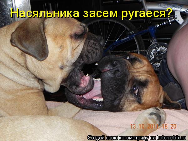 Котоматрица: Насяльника засем ругаеся?