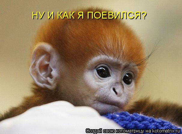 Котоматрица: НУ И КАК Я ПОЕВИЛСЯ?