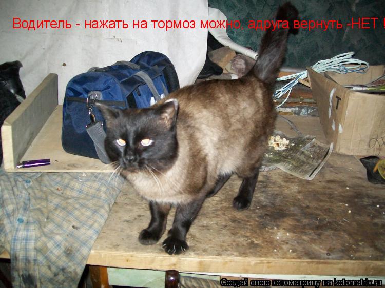 Котоматрица: Водитель - нажать на тормоз можно, адруга вернуть -НЕТ !