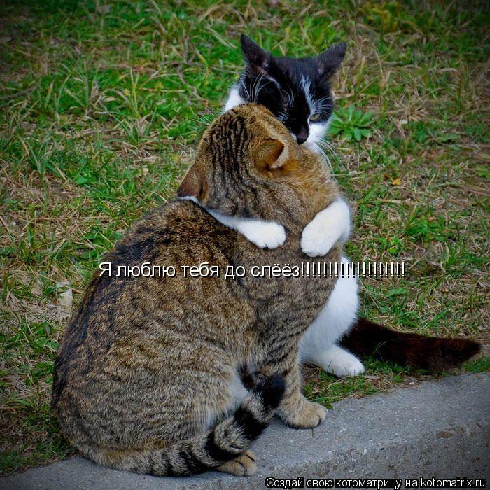 Котоматрица: Я люблю тебя до слёёз!!!!!!!!!!!!!!!!!!!