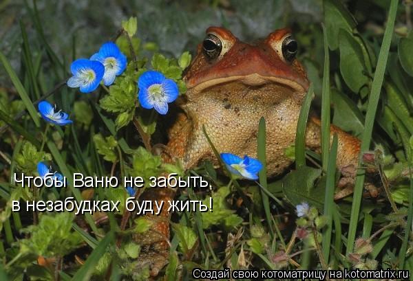 Котоматрица: Чтобы Ваню не забыть,  в незабудках буду жить!
