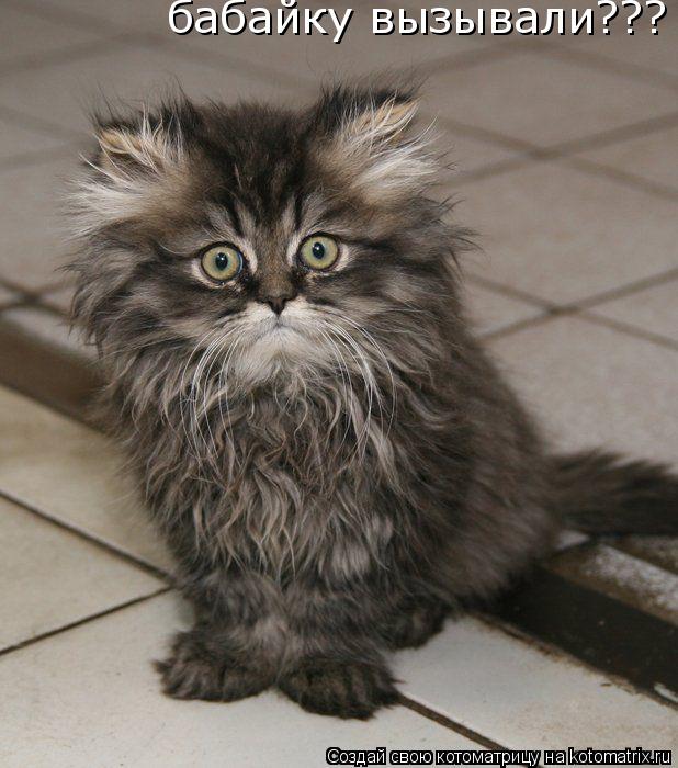 Котоматрица: бабайку вызывали???