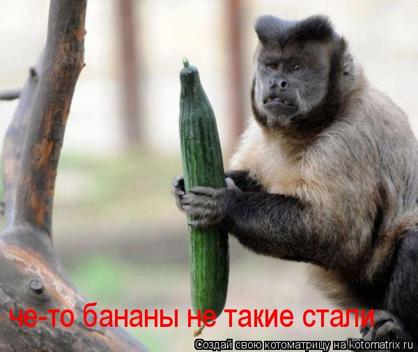 Котоматрица: че-то бананы не такие стали