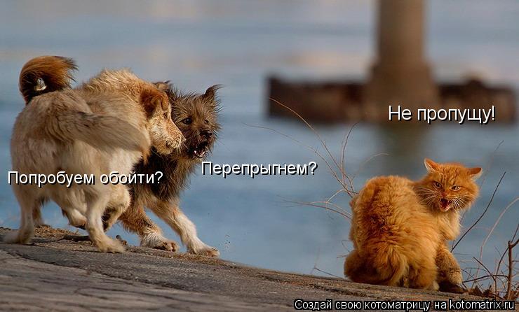 Котоматрица: Не пропущу! Перепрыгнем? Попробуем обойти?