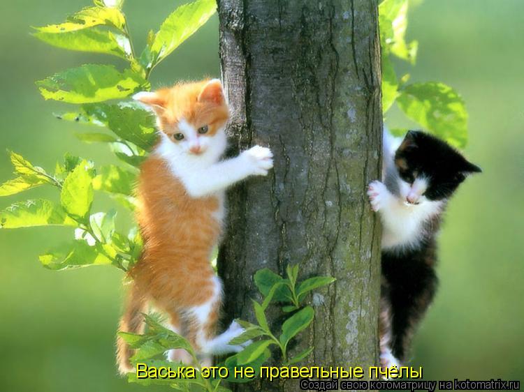 Котоматрица: Васька это не правельные пчёлы