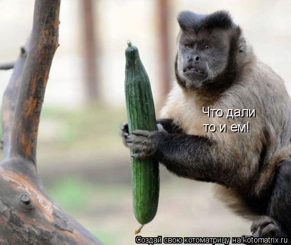 Котоматрица: Что дали то и ем!