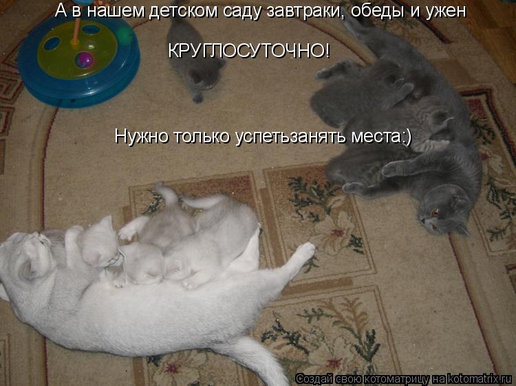 Котоматрица: А в нашем детском саду завтраки, обеды и ужен КРУГЛОСУТОЧНО! Нужно только успетьзанять места:)