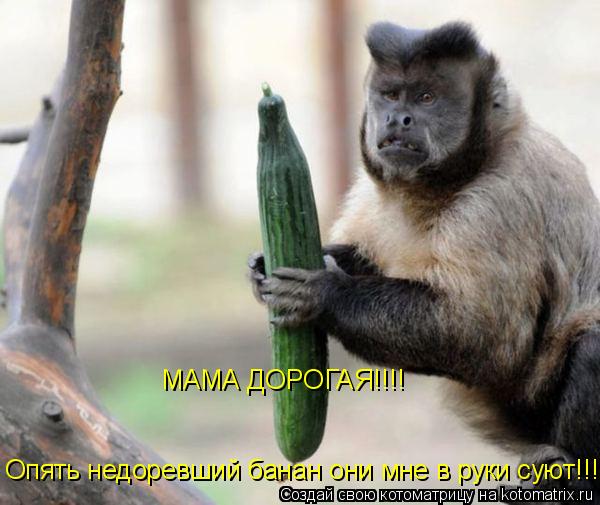 Котоматрица: МАМА ДОРОГАЯ!!!! Опять недоревший банан они мне в руки суют!!!