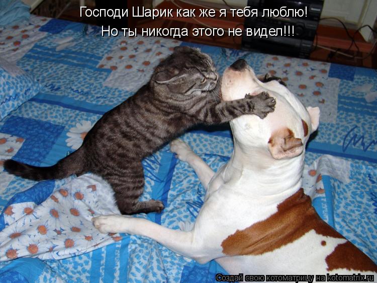 Котоматрица: Господи Шарик как же я тебя люблю! Но ты никогда этого не видел!!!