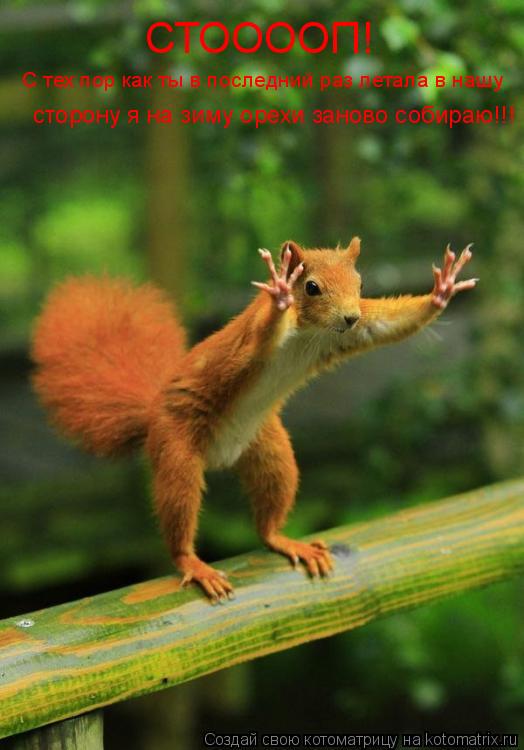 Котоматрица: СТООООП! С тех пор как ты в последний раз летала в нашу сторону я на зиму орехи заново собираю!!!