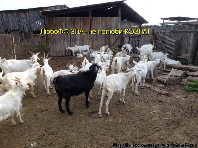 Котоматрица: ЛюбоФФ ЗЛА- не полюби КОЗЛА!
