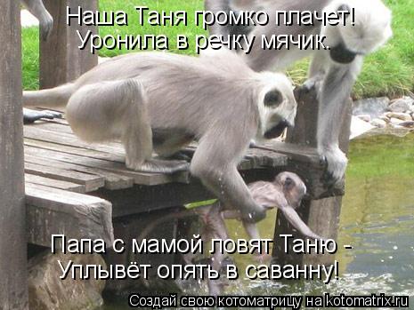 Котоматрица: Наша Таня громко плачет! Уронила в речку мячик. Папа с мамой ловят Таню - Уплывёт опять в саванну!