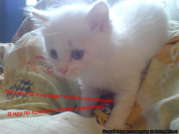 Котоматрица: Я иду по комнате словно чумачечий, Потому что я нагадил в тапок человечий!