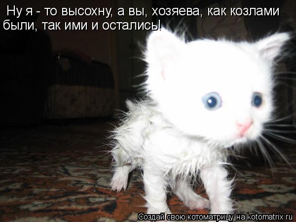 Котоматрица: Ну я - то высохну, а вы, хозяева, как козлами были, так ими и остались!