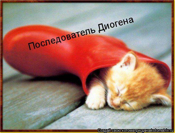 Котоматрица: Последователь Диогена