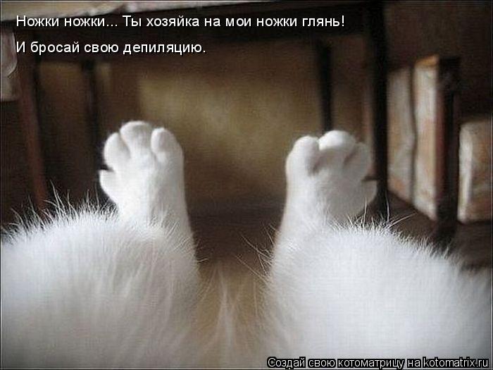 Котоматрица: Ножки ножки... Ты хозяйка на мои ножки глянь!  И бросай свою депиляцию.